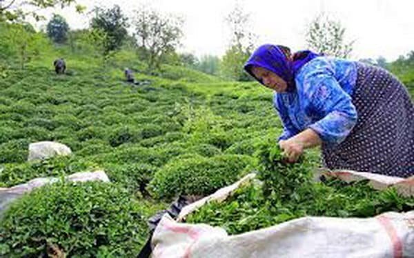 افزایش ۱۰ درصدی تولید چای/ پرداخت مطالبات چایکاران