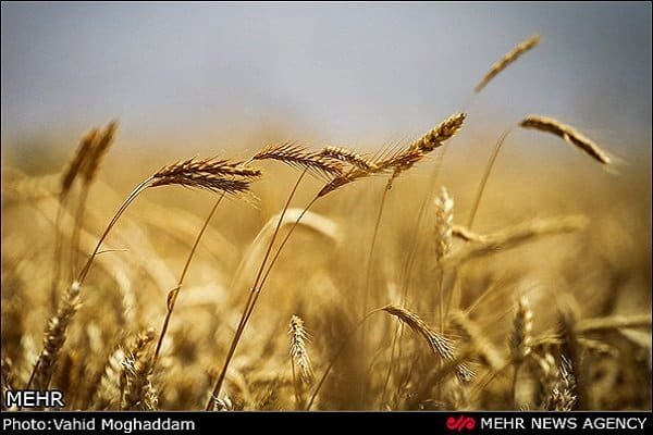 نخستین محموله گندم صادراتی ایران به مقصد عمان ارسال شد