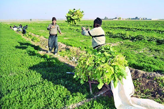 حضور مروجان جهاد کشاورزی در مزارع کشور افزایش می‌یابد