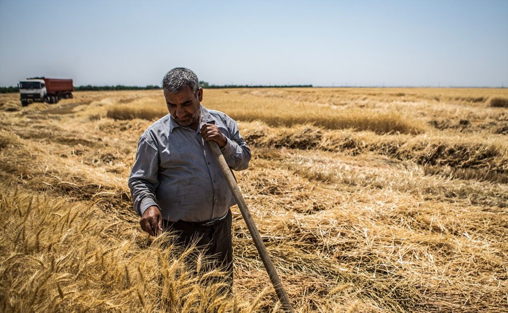 اجحاف دولت روحانی در حق کشاورزان / کشاورزان می‌توانند از دولت خسارت بگیرند